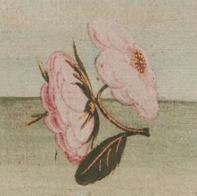 Mariangela T.